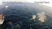 Drone Captures Humpback Whales Breaching at Dana Point