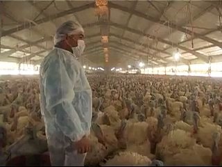 Turkey Jihad - The Gobbling Army