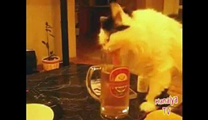 Drunk Cats