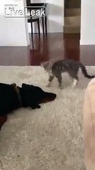 Dog Not Impressed with Kitty's Ninja Skills