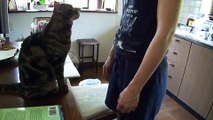 Funny Cat Demands Petting