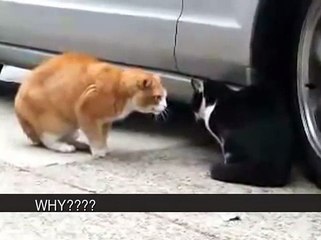 Cat Betrayed His Girlfriend!  Sex!  Heat!  Rage!  Foul language! (ORIGINAL ENGLISH CAPTIONS)