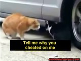 Funny Animals - Cats Fighting (The First Video With Original Captions)