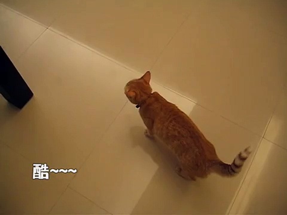 貓說話