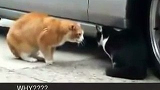This Cat Betrayed His Girlfriend
