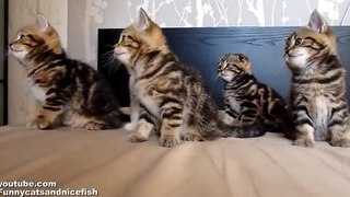 Funny Cats Choir | Dancing Chorus Line of Kittens