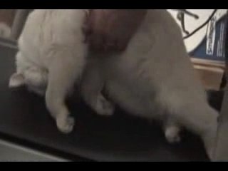 Lazy cat on a treadmill
