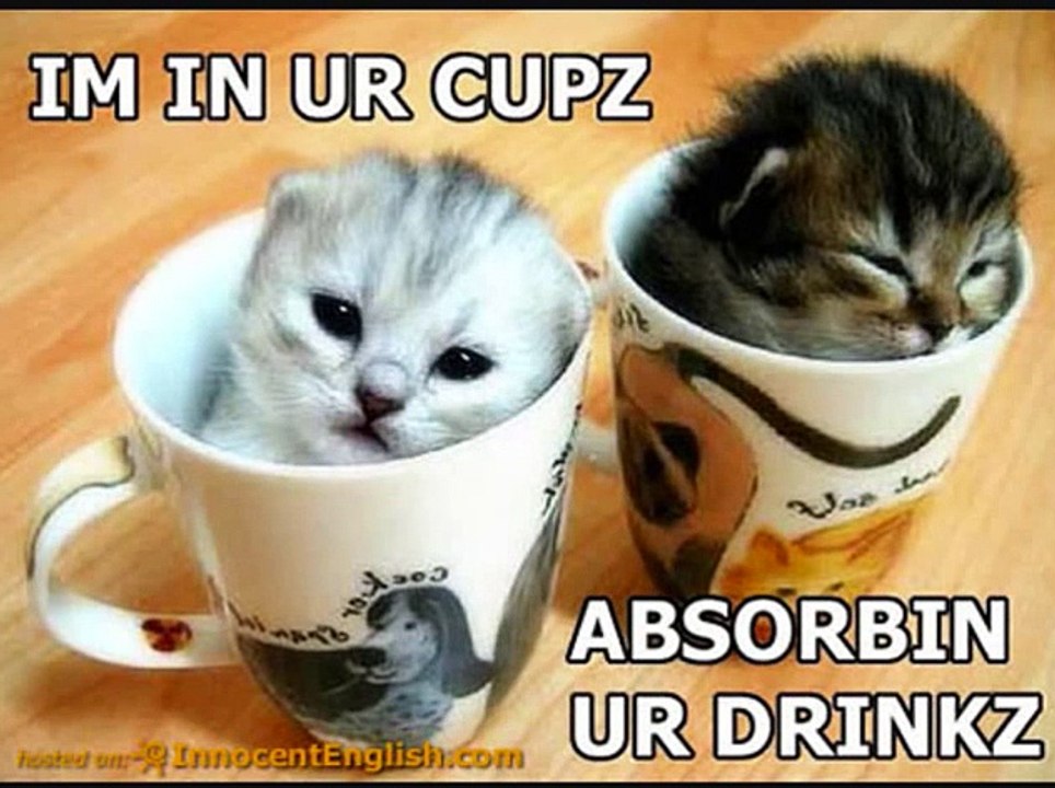 very funny and crazy cats ! MUST WATCH !