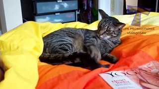 Cats are just the best - Funny cat compilation