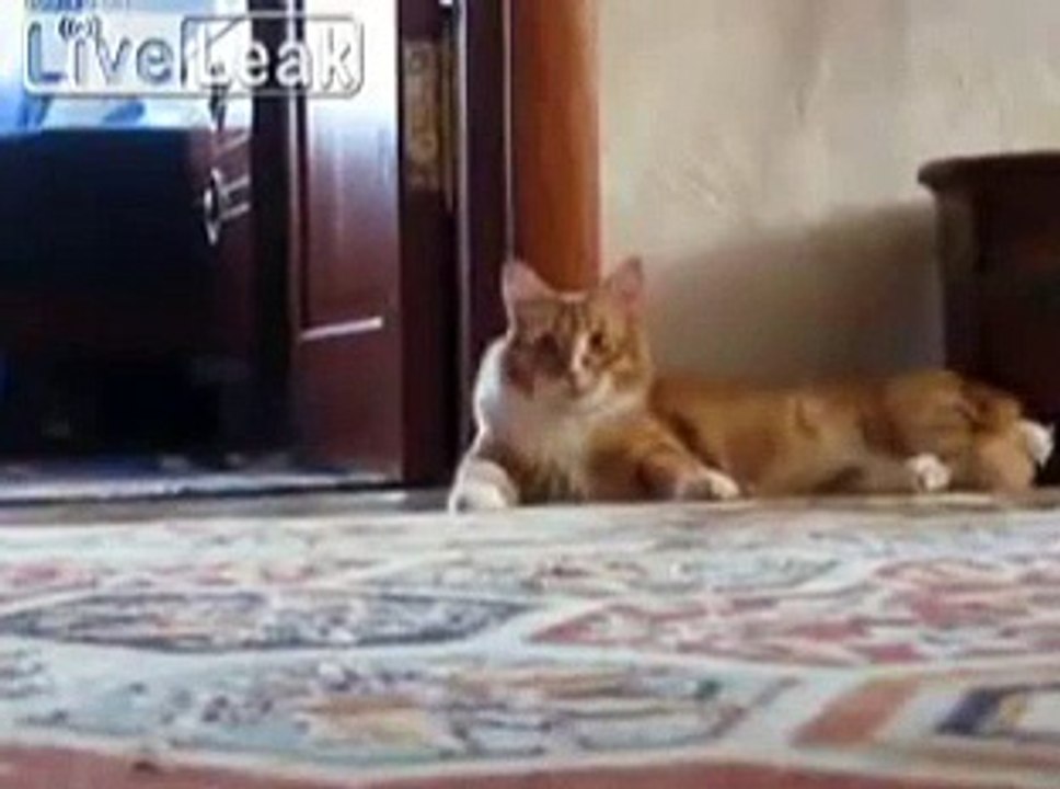 Thriller Cat...wait for it.