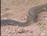ヘビ VS トカゲ