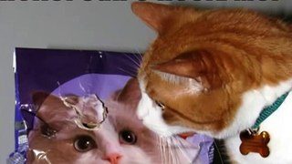 Very Funny Cats 41