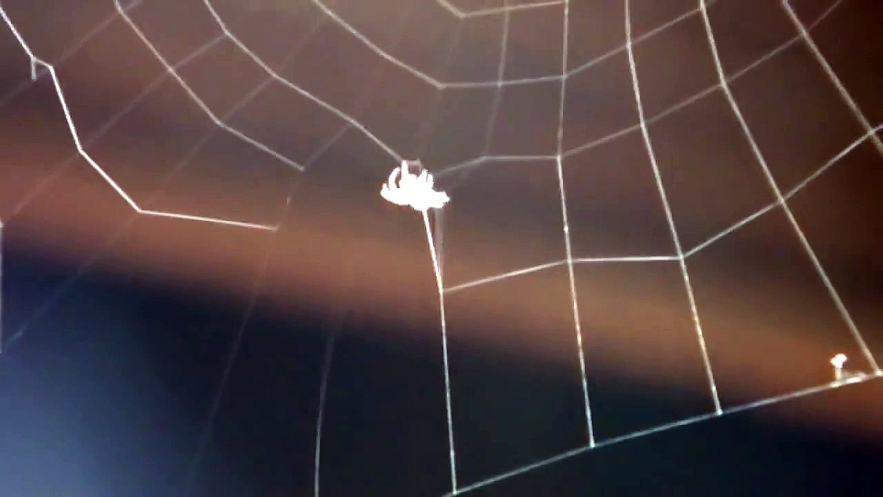 Araignée au travail