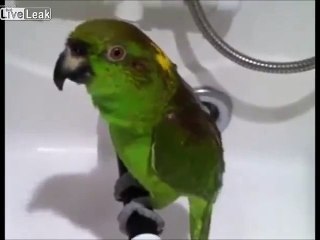 Parrot Singing Opera In The Shower