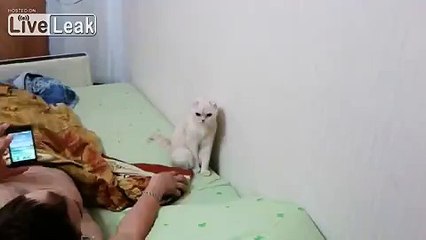 Cat reaction when hearing russian anthem