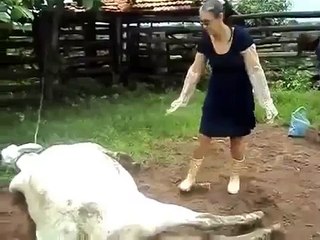 We should never wake a sleeping cow