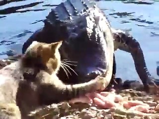 Animal Clip Of The Week  Cat Fights Off Alligator!