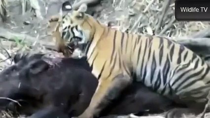 Best Wild Animals Fights 2014   Tiger Cub Attacks Huge Wild Boar Animals Fighting