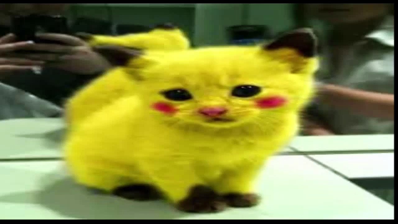 Funny video cartoons,cat & dog 2015