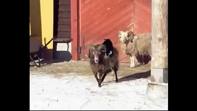Cat RIDES Sheep and Falls ASLEEP (HILARIOUS) | Cat falls asleep while riding a sheep (Must See)