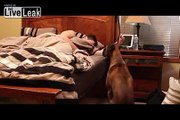 Dog Alarm Clocks