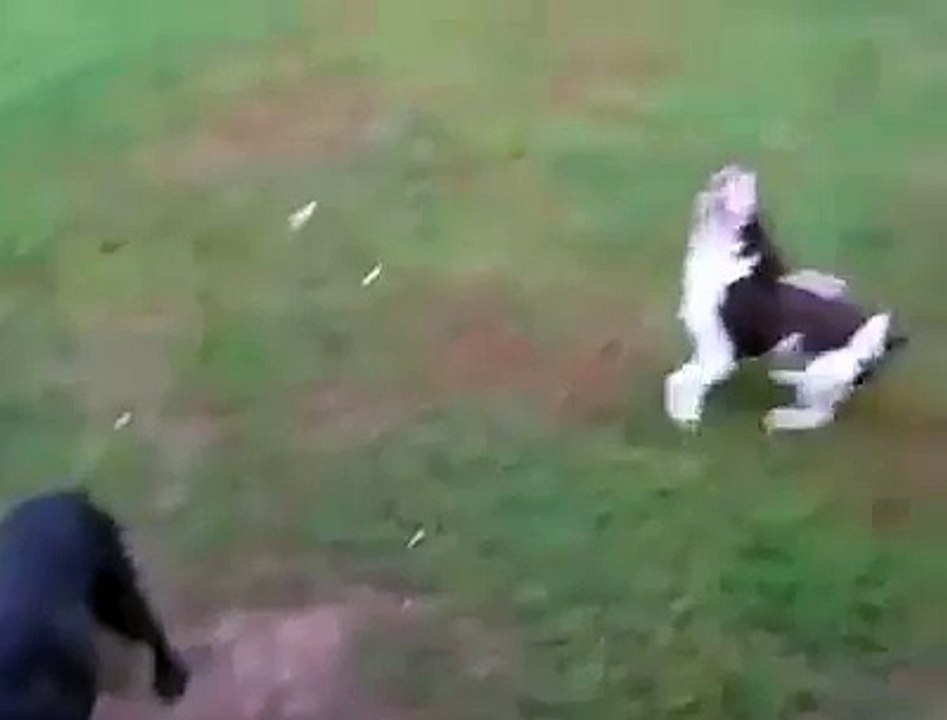 Ce chien a besoin de lunettes