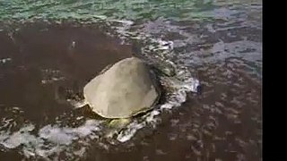 Canción para salvar a las tortugas