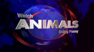 Best Funny Animals Compilation 2014 - 2015 Funny Animal Videos 2014