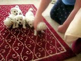 Month Old Bichon Puppies with Mommy