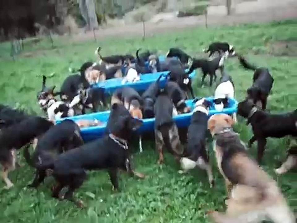 Mike Hughes Working Dogs - 60 Dogs Feeding!