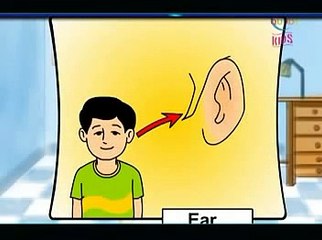Funny Kids cartoon animation video of human body parts
