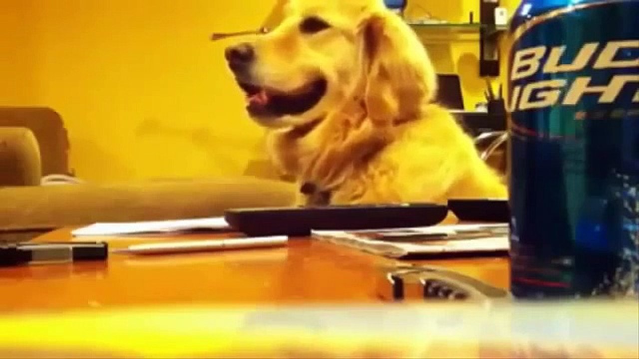 VERY FUNNY ANIMAL HD 3  مشاهد مضحكة حيوانات مضحكة
