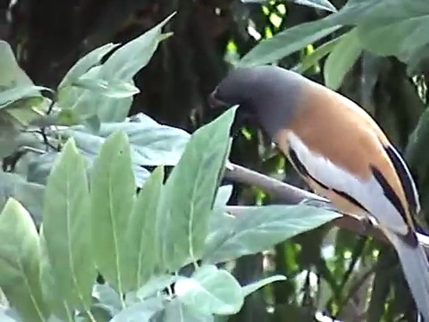 ⁣Tree Pie (Rufous Treepie)  Bird - singing/calling sound