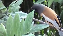 Tree Pie (Rufous Treepie)  Bird - singing/calling sound