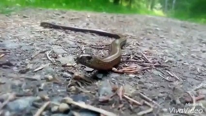 I found an Anguis fragilis in the woods