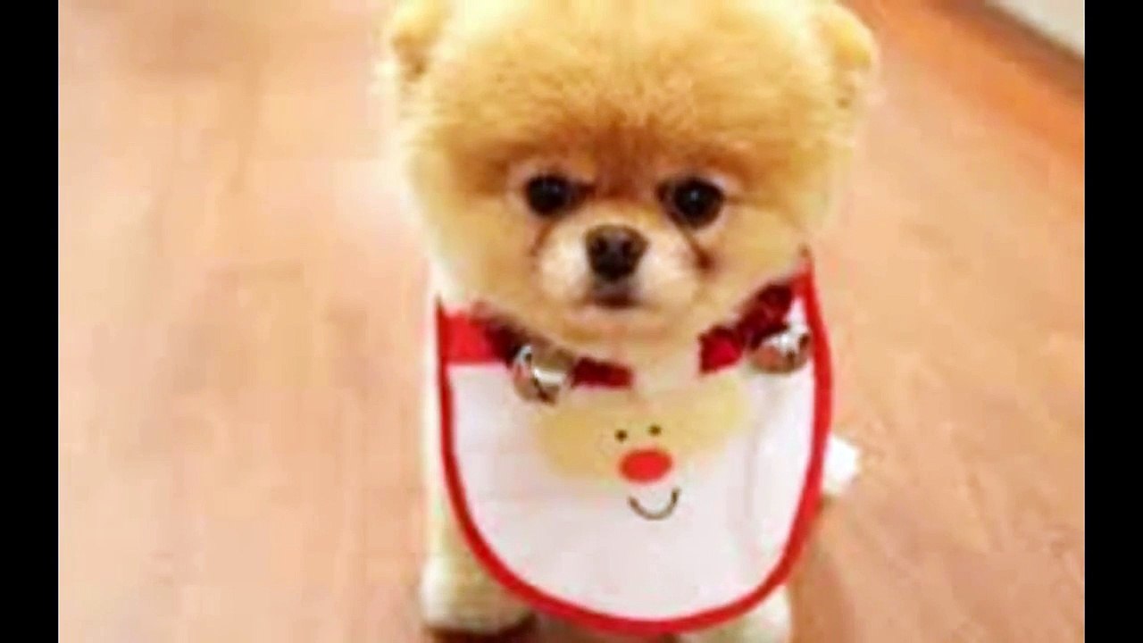 Cute Funny Animals