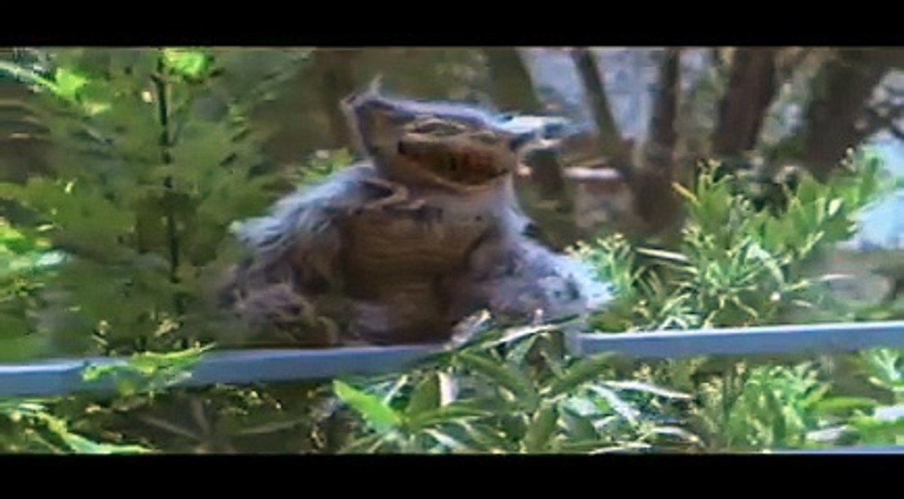 Hobgoblins 2 - Trailer