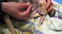 Jones Chihuahuas Breeder Sophie Give Birth To Two CKC Reg'd Short Coat Chihuahua Pups