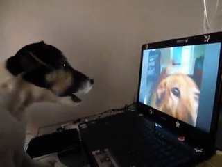 cucciolo di jack russel che abbaia davvanti al pc :)