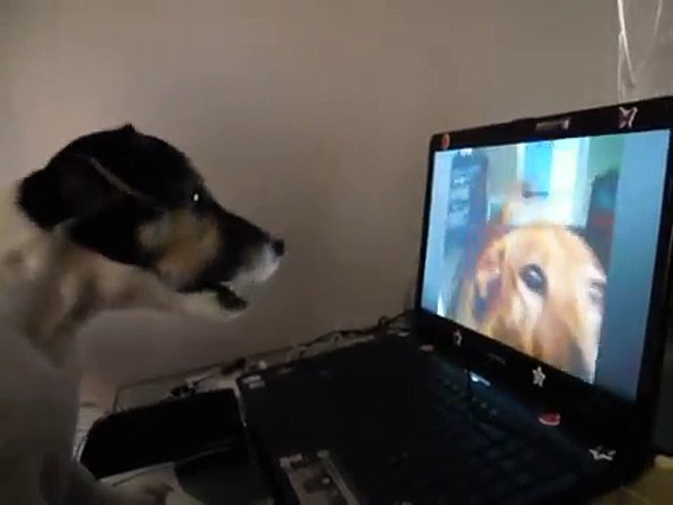 cucciolo di jack russel che abbaia davvanti al pc :)