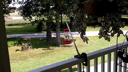Hyperlapse Hummingbirds