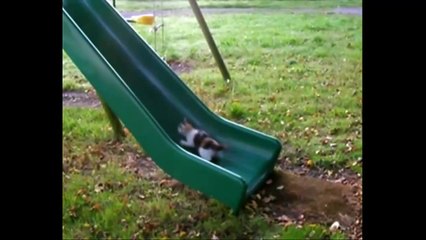 Коты против качели