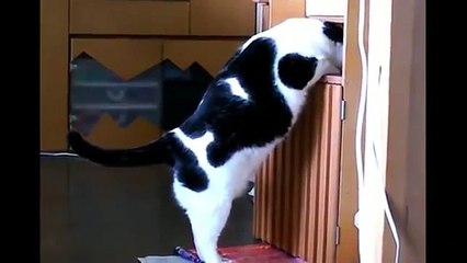 Толстый кот застрял.flv