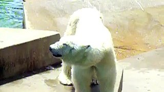 Polar Bear at Louisville Zoo