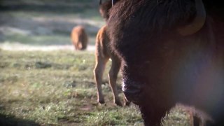 Custer State Park Buffalo Roundup