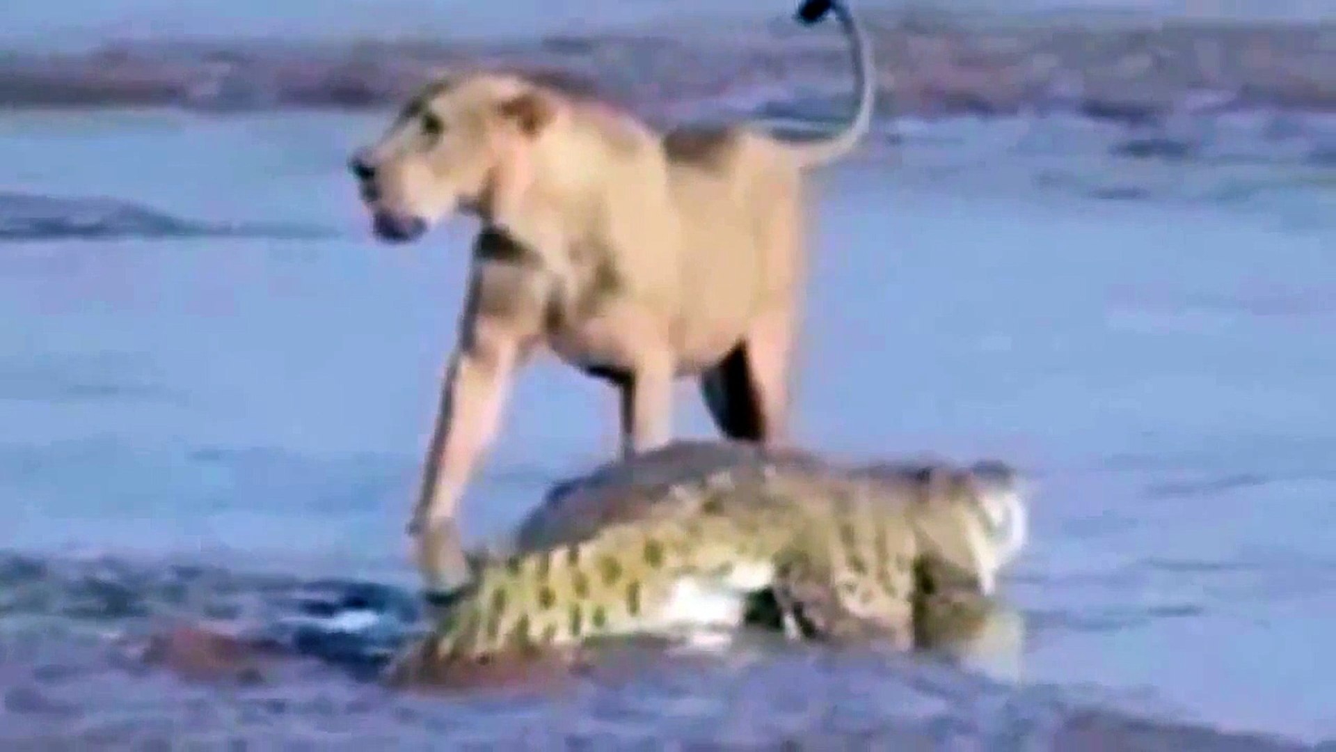 ⁣Lion Attack Zebra | Animal Planet 2015 | Wildlife Documentary | National Geographic Animals