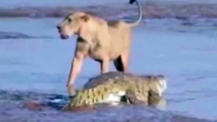 Lion Attack Zebra | Animal Planet 2015 | Wildlife Documentary | National Geographic Animals