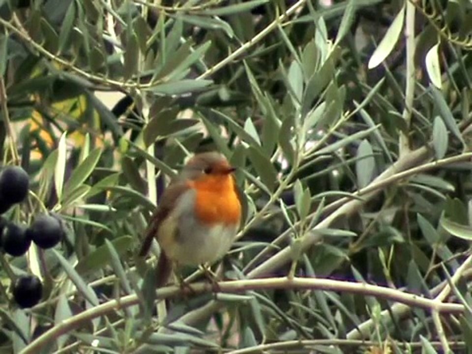 European Robin Singing