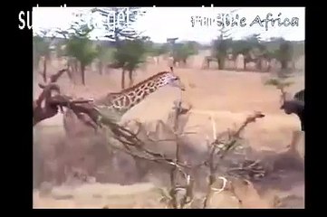 Giraffe Kills Lion With Kick - Real Fight [ National Geographic Wild ]