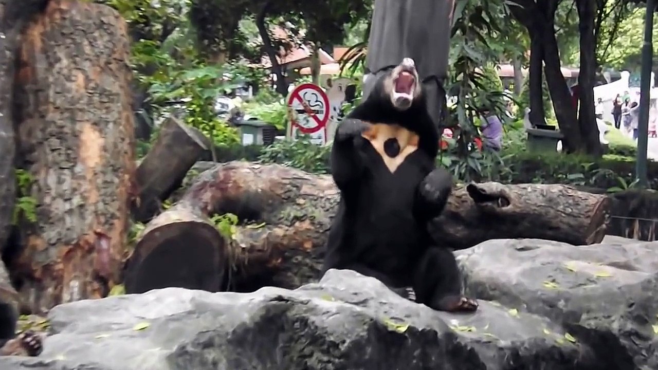 หมีควาย @ สวนสัตว์เขาดินวนา